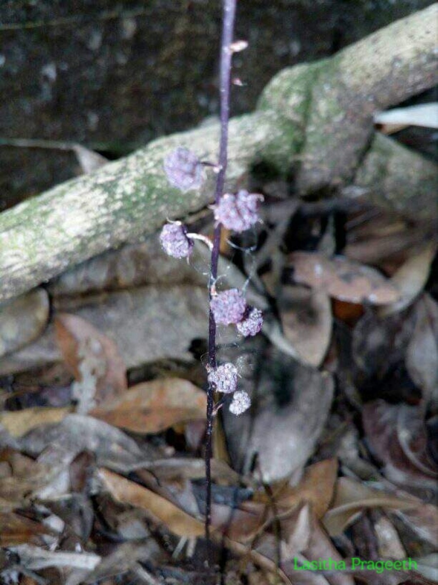 Sciaphila janthina (Champ.) Thwaites